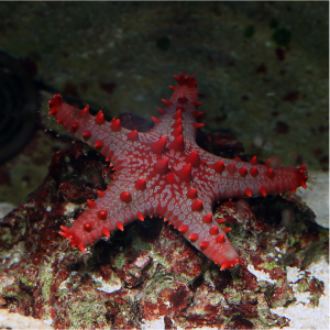 ESTRELA ECHINASTER RED CARIBE