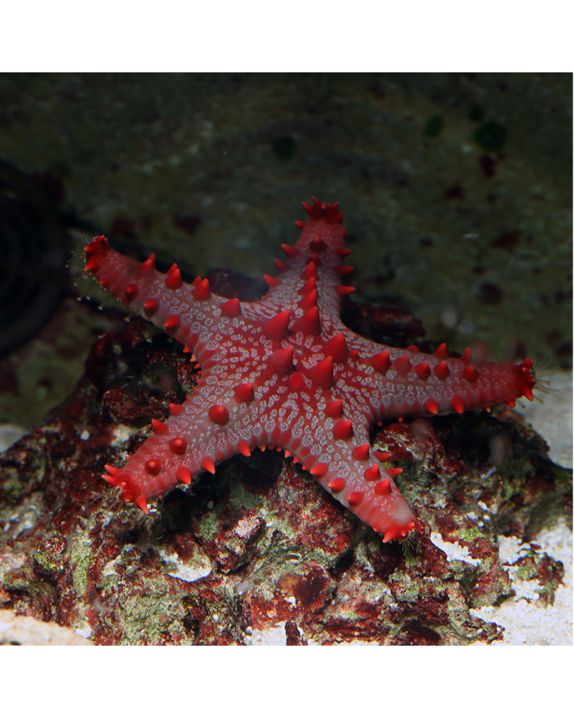 ESTRELA ECHINASTER RED CARIBE