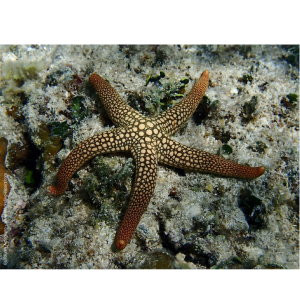 ESTRELA NARDOA