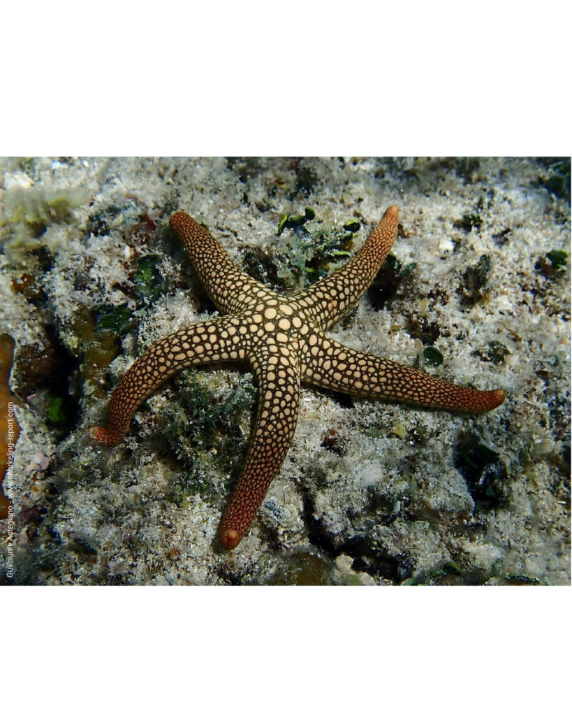 ESTRELA NARDOA
