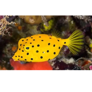 BOX FISH YELLOW