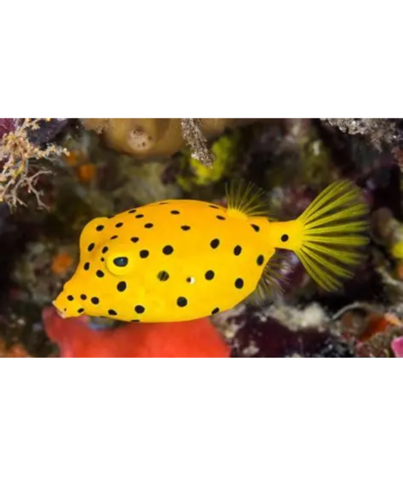 BOX FISH YELLOW