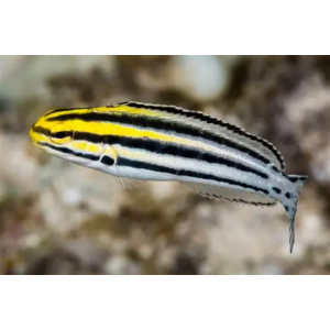BLENNY GRAMMITES