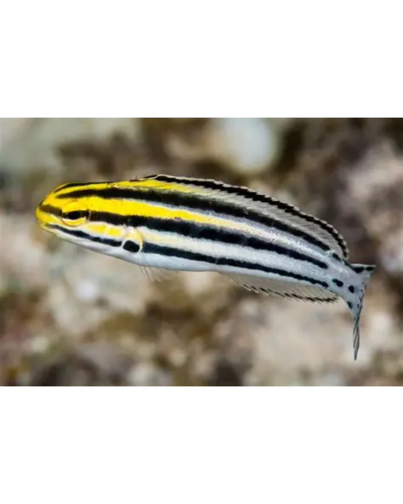BLENNY GRAMMITES