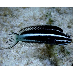BLENNY KAMOHARAI