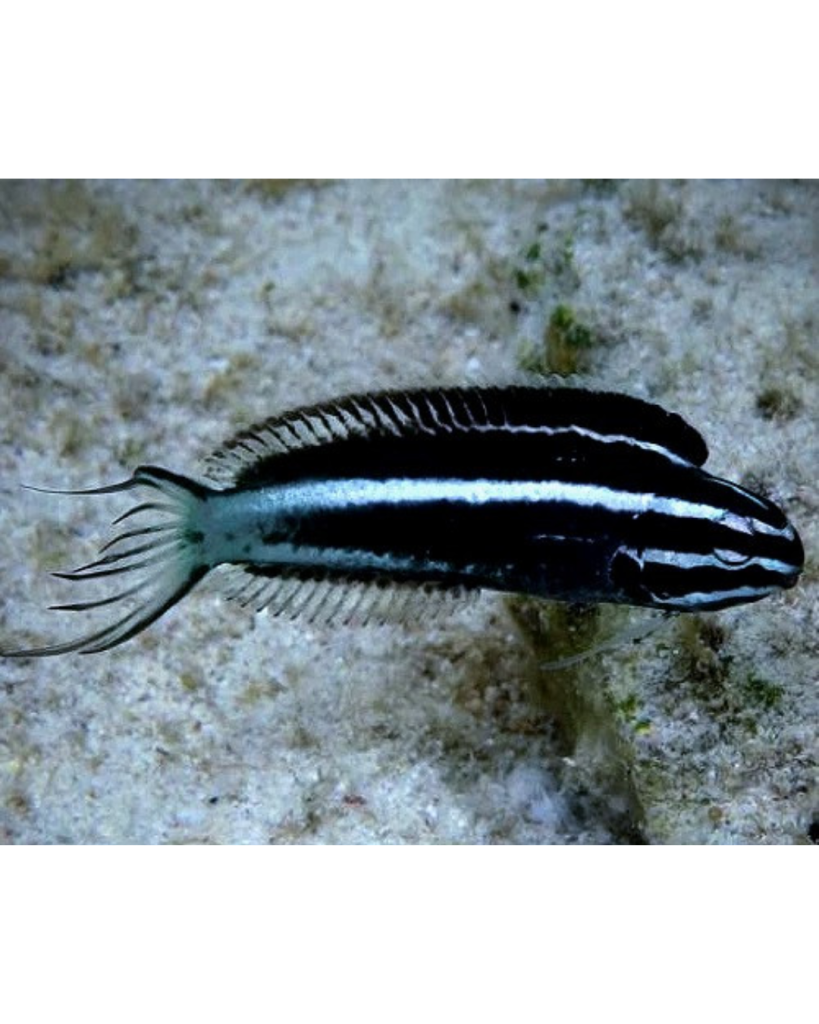 BLENNY KAMOHARAI
