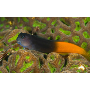 BLENNY BICOLOR