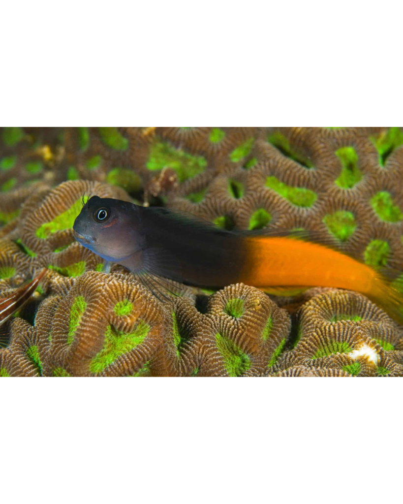 BLENNY BICOLOR