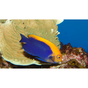 CENTROPYGE AURANTONOTUS