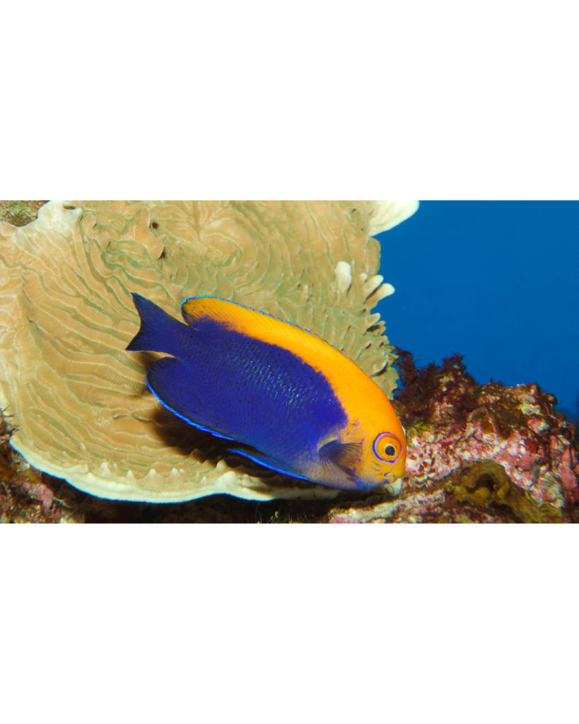 CENTROPYGE AURANTONOTUS