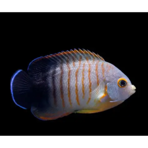 CENTROPYGE EIBLI