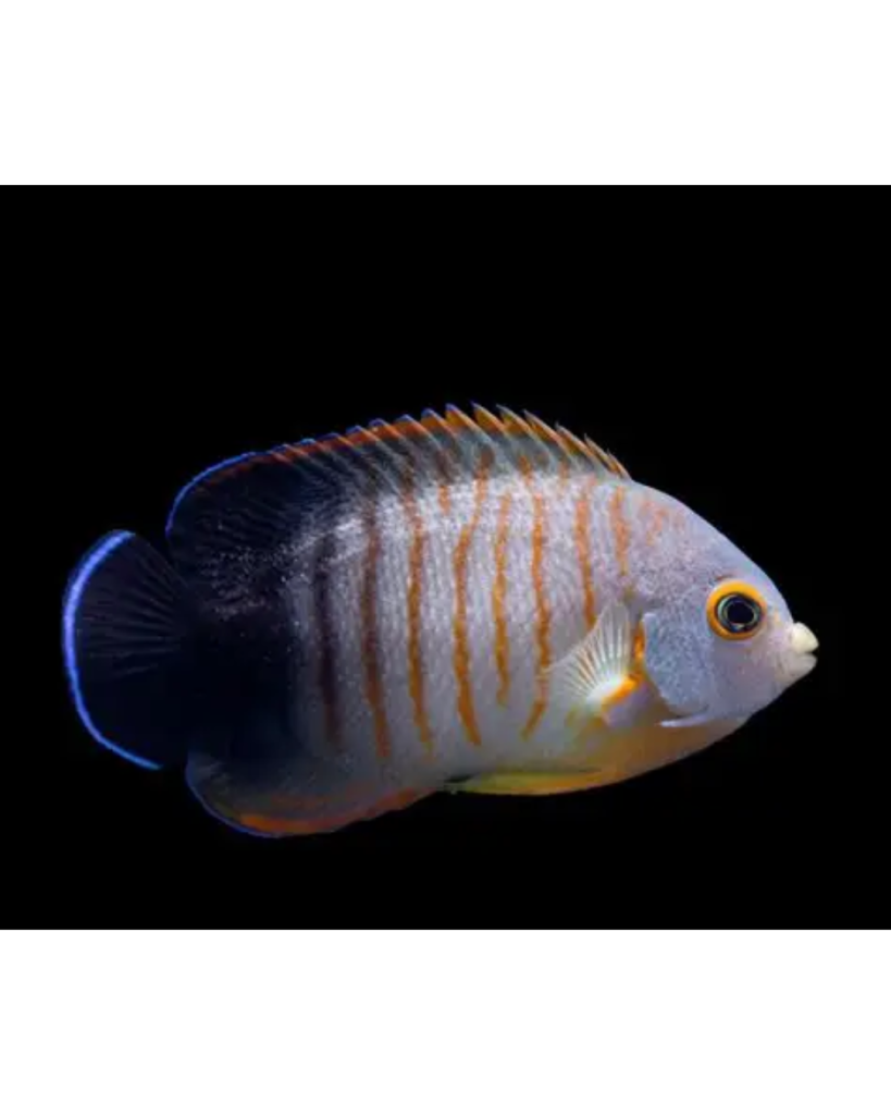 CENTROPYGE EIBLI