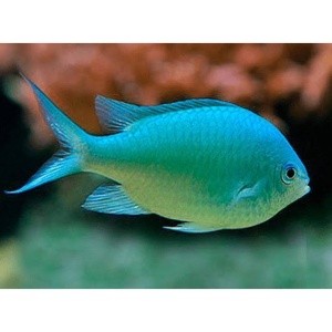 DONZELA GREEN CHROMIS