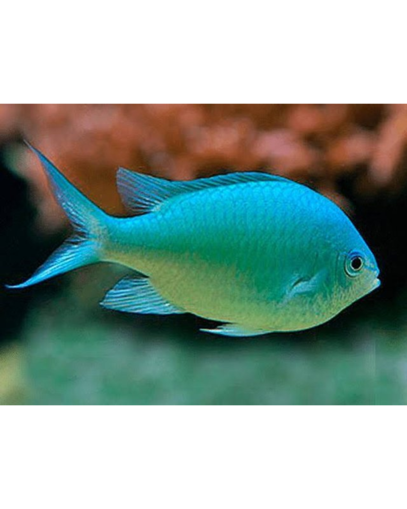DONZELA GREEN CHROMIS