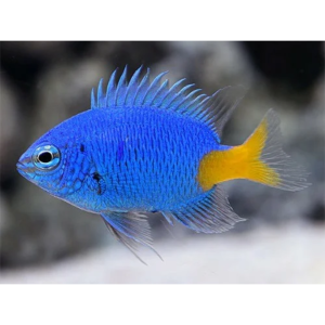 DONZELA YELLOW TAIL