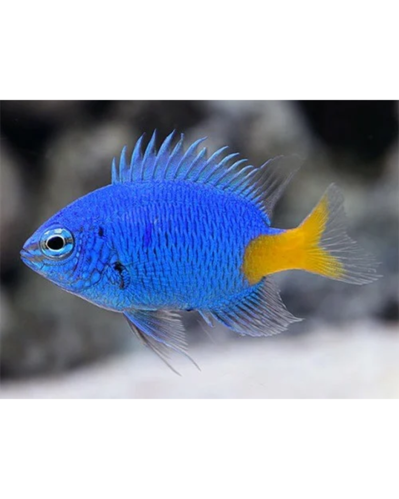 DONZELA YELLOW TAIL