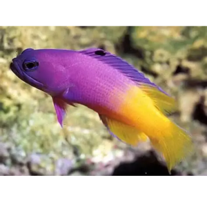 GRAMMA BRASILIENSIS