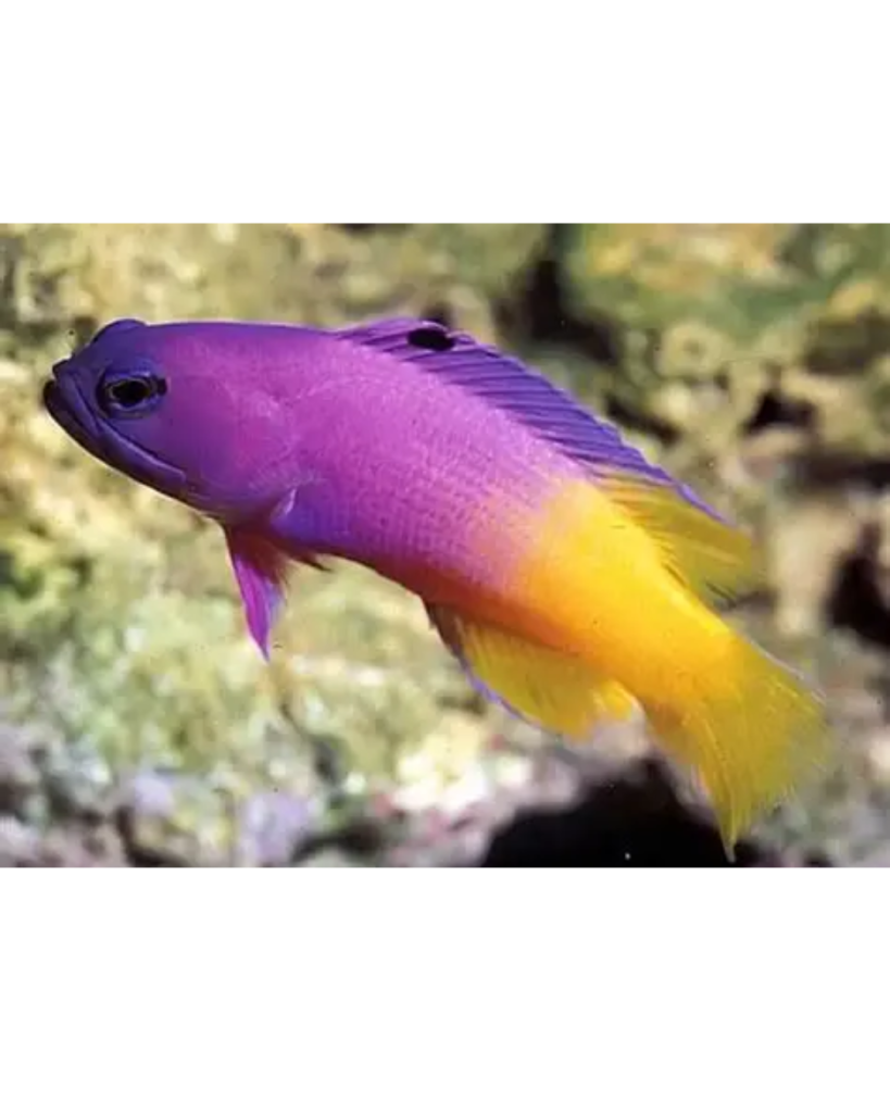 GRAMMA BRASILIENSIS