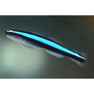 GOBY NEON BLUE