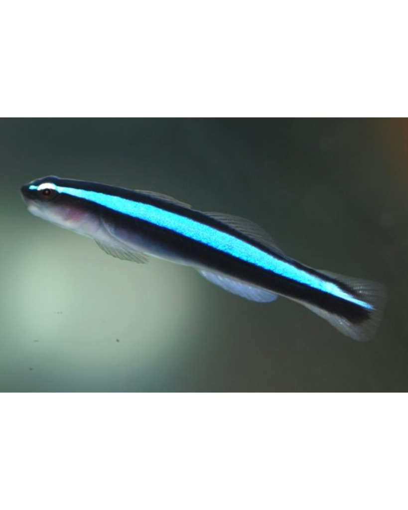 GOBY NEON BLUE