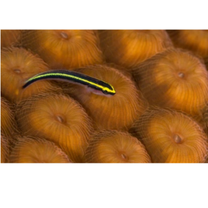 GOBY NEON YELLOW