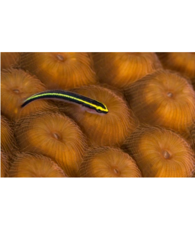 GOBY NEON YELLOW