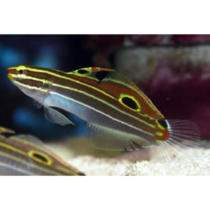 GOBY HECTOR