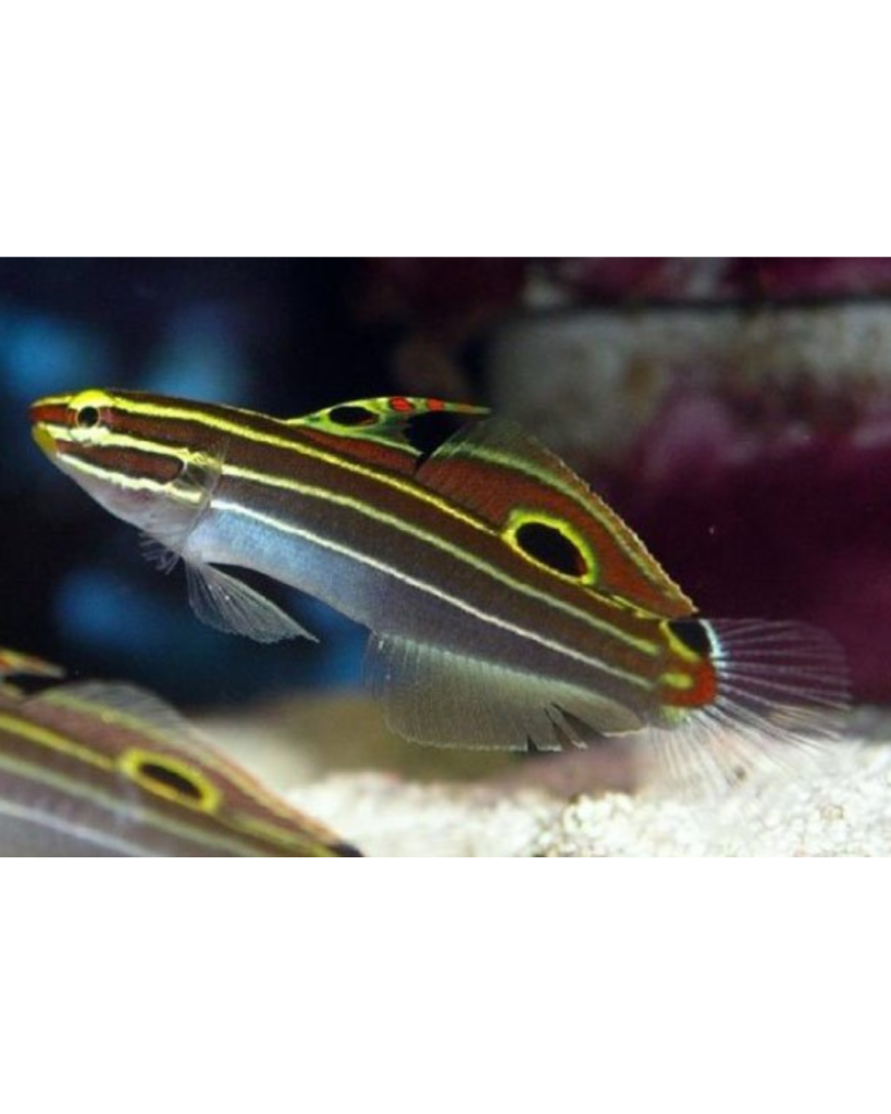 GOBY HECTOR