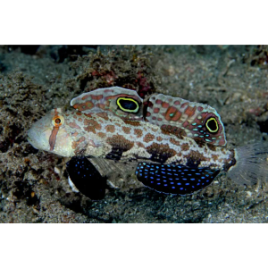 GOBY TWIN SPOT G