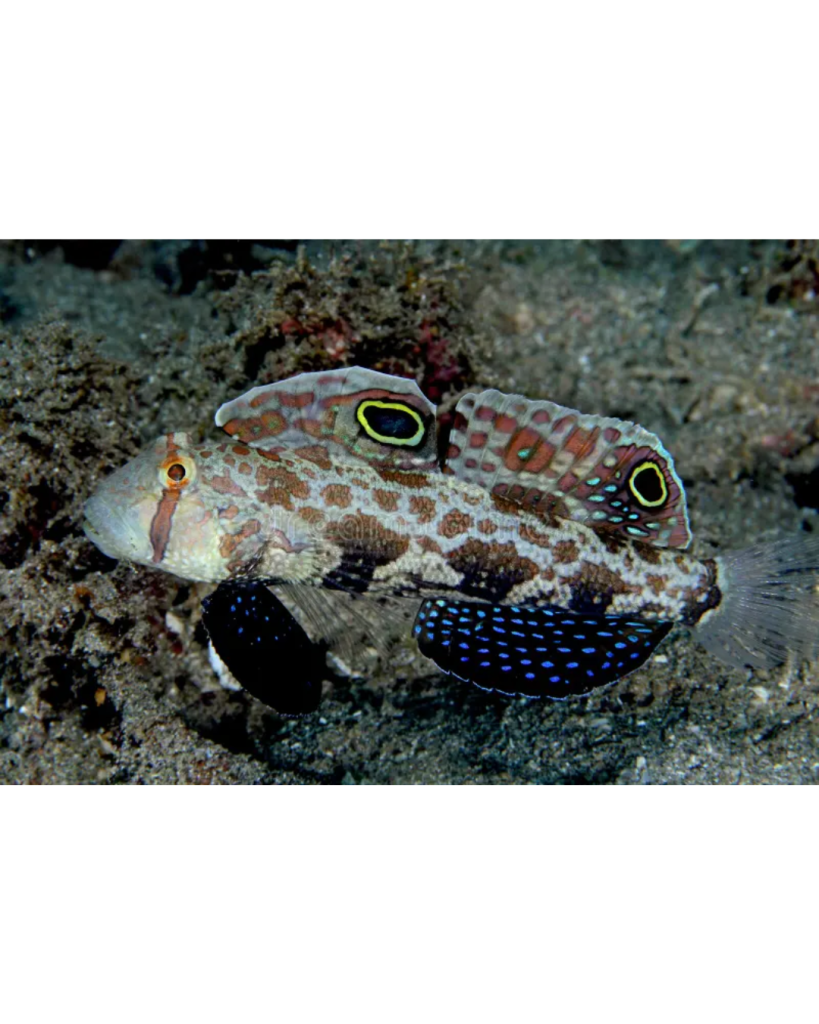 GOBY TWIN SPOT G