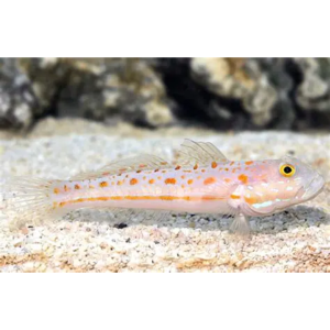 GOBY DIAMOND