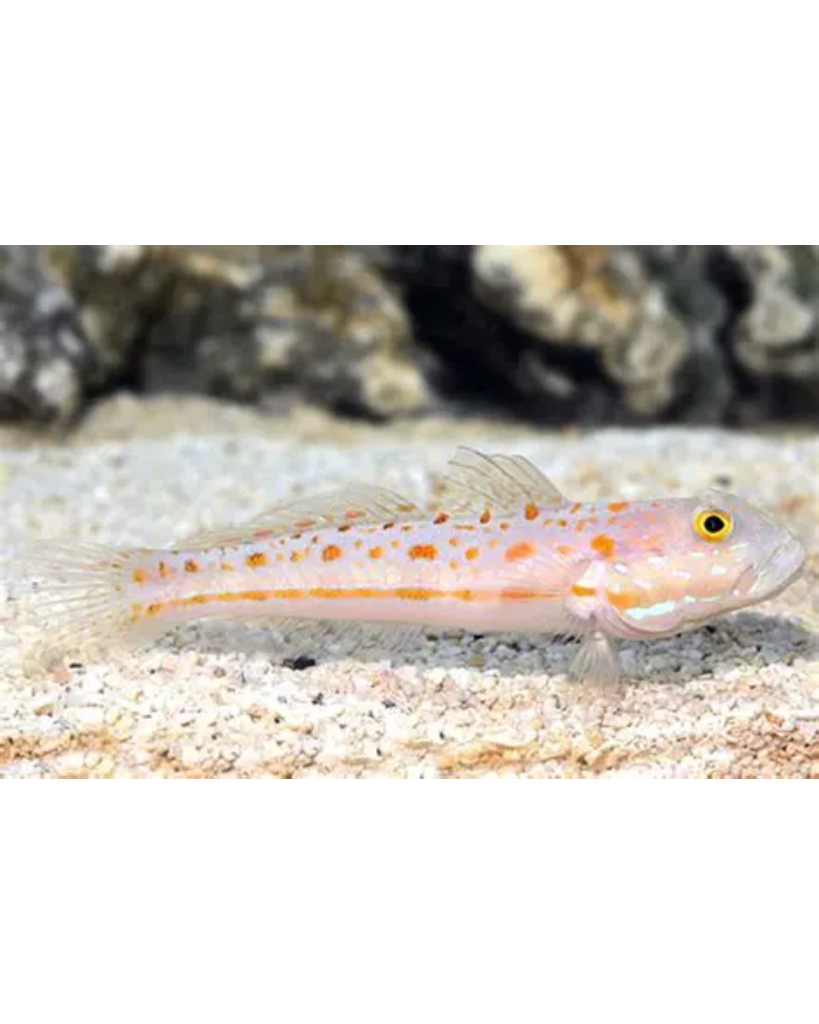 GOBY DIAMOND