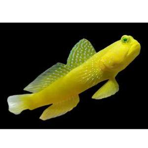 GOBY YELLOW WATTCHMAN