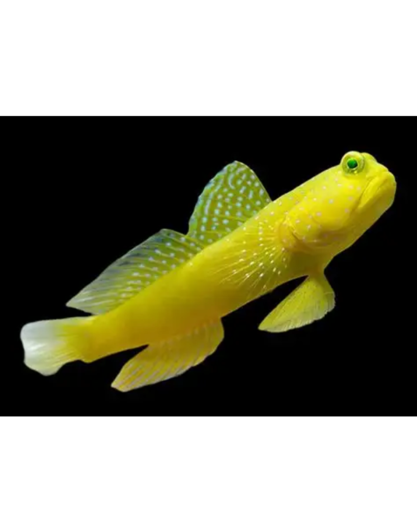 GOBY YELLOW WATTCHMAN