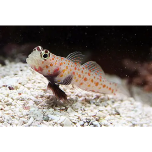 GOBY ORANGE SPOTTED