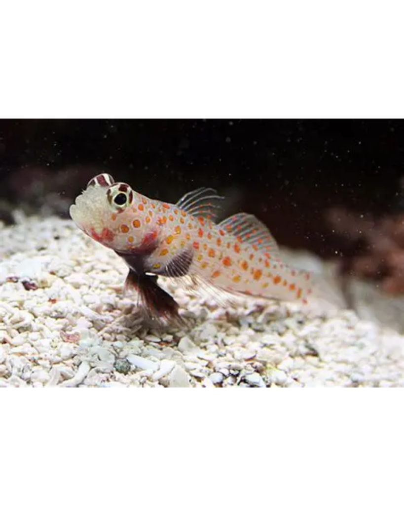 GOBY ORANGE SPOTTED