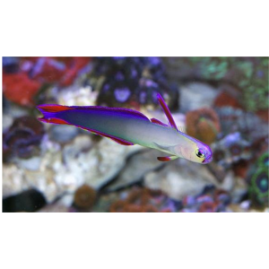 GOBY PURPLE FIRE FISH