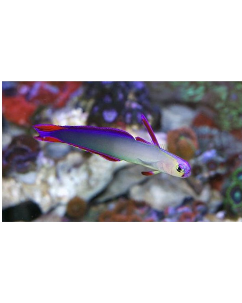 GOBY PURPLE FIRE FISH