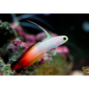 GOBY FIRE FISH