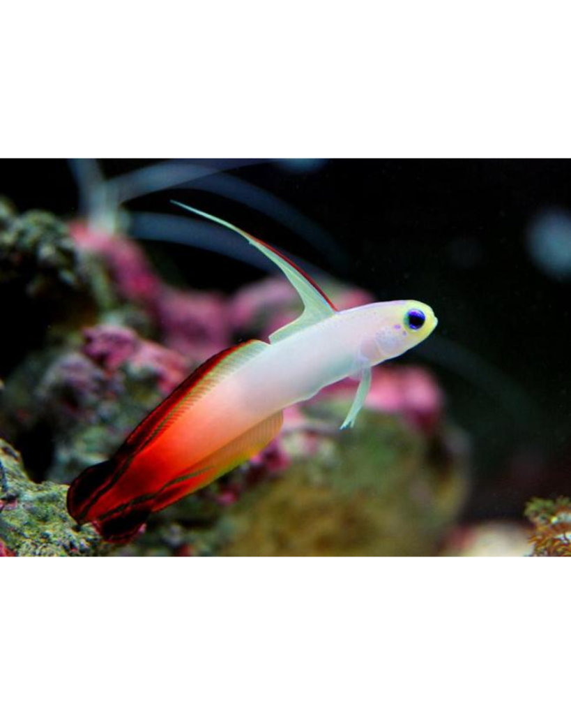 GOBY FIRE FISH