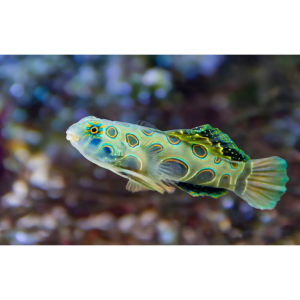 GOBY MANDARIN GREEN SPOTTED G
