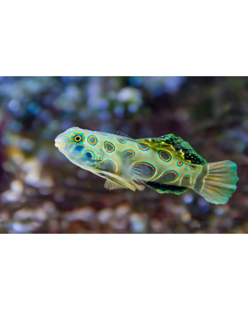 GOBY MANDARIN GREEN SPOTTED G