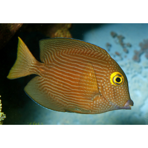 TANG KOLE YELLOW EYE