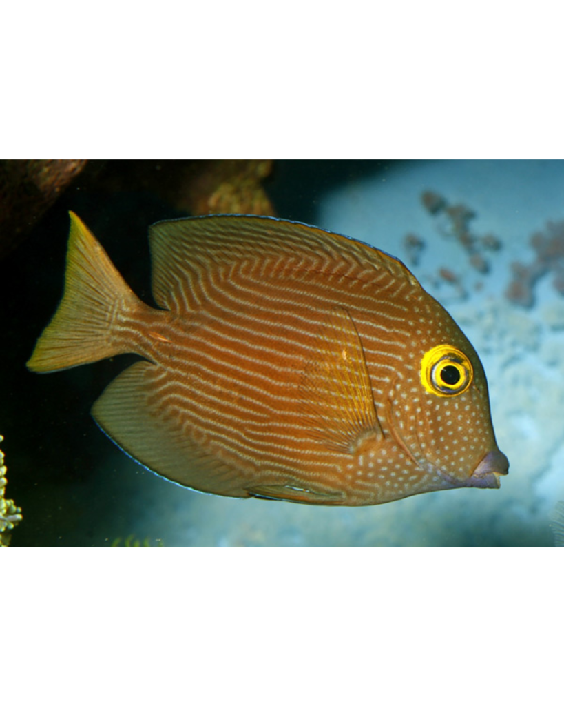 TANG KOLE YELLOW EYE