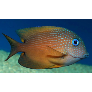 Tang Kole Blue Eye