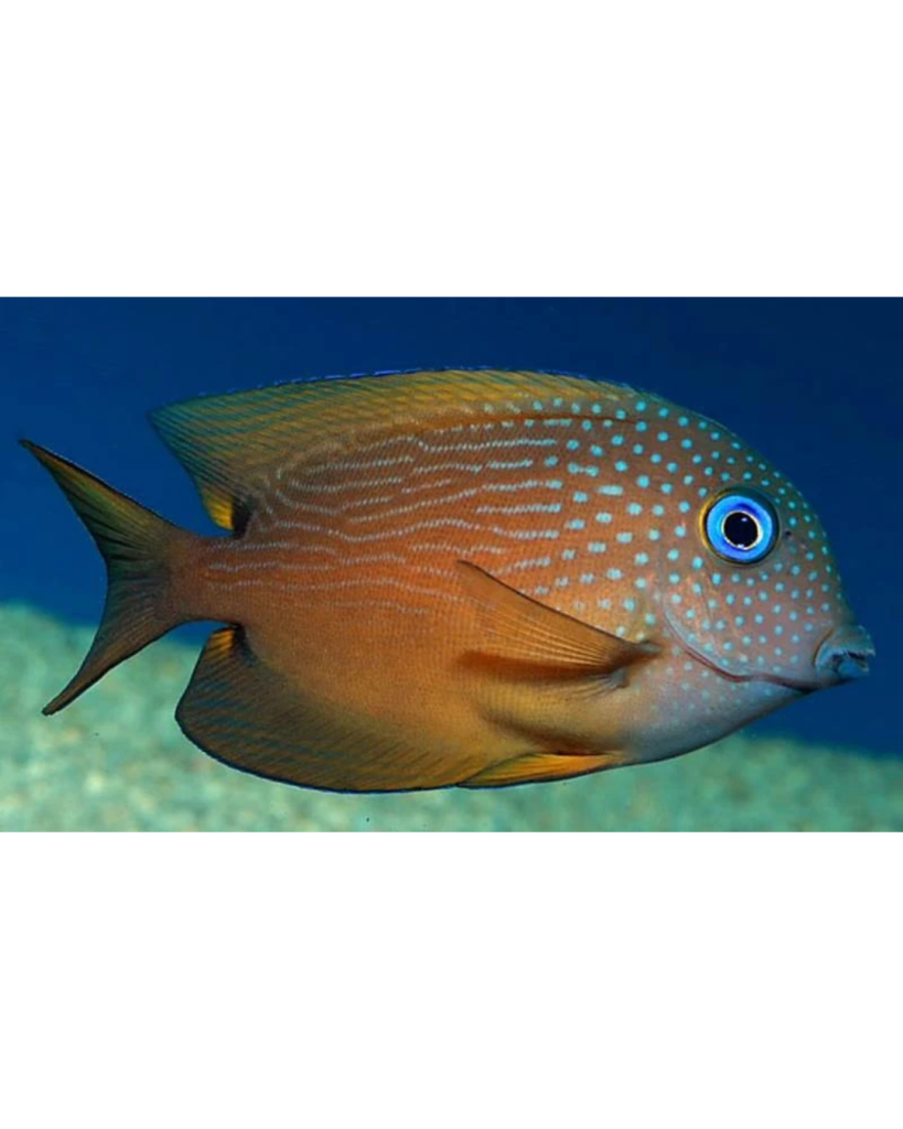 Tang Kole Blue Eye