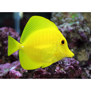 TANG YELLOW