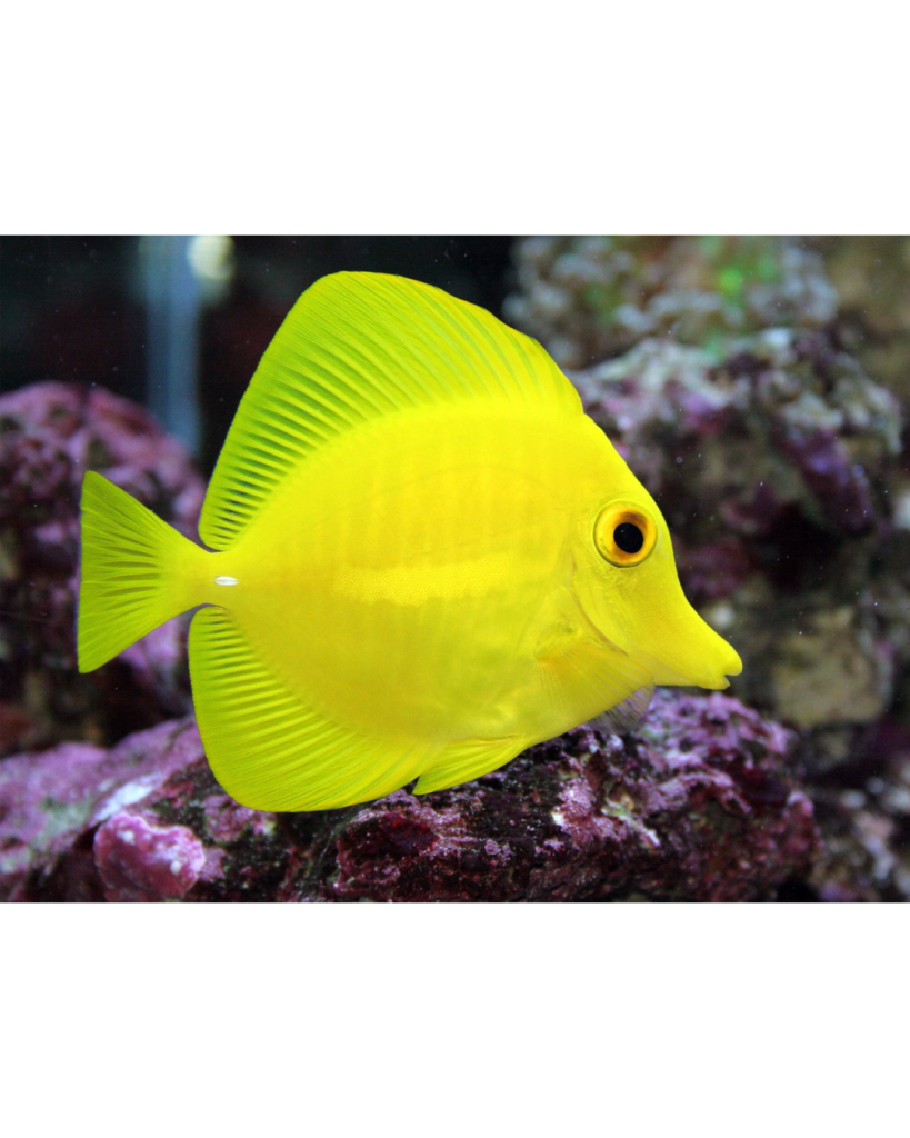 TANG YELLOW