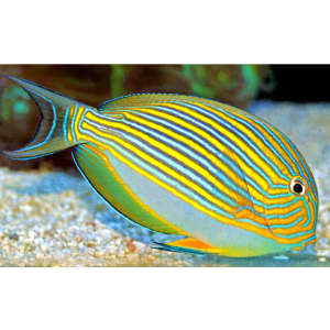 TANG CLOWN