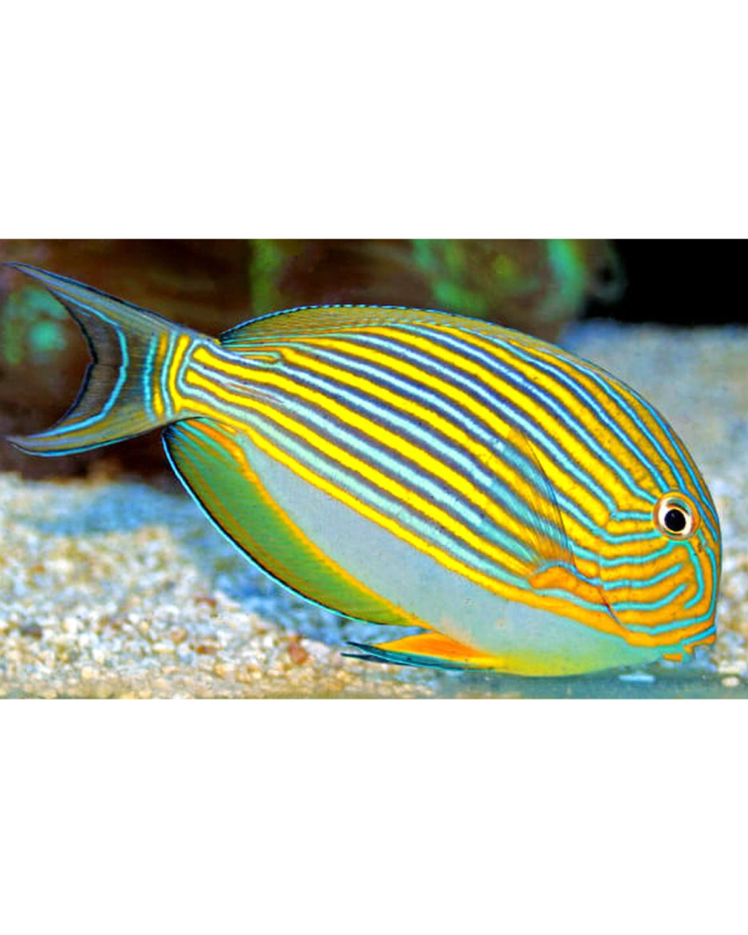 TANG CLOWN